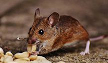 24 Hour & Emergency Exterminators in Hatton, ND